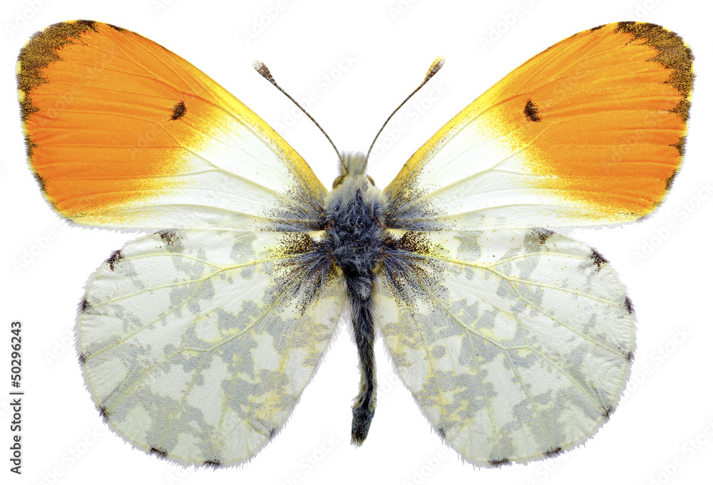 Fototapeta premium Isolated male orange tip butterfly