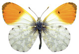 Isolated male orange tip butterfly
