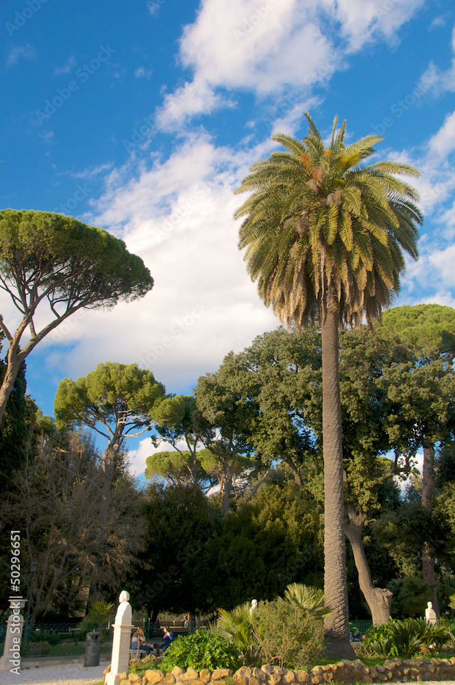 Fototapeta premium Palme Giardini del Pincio Roma Garden Palms