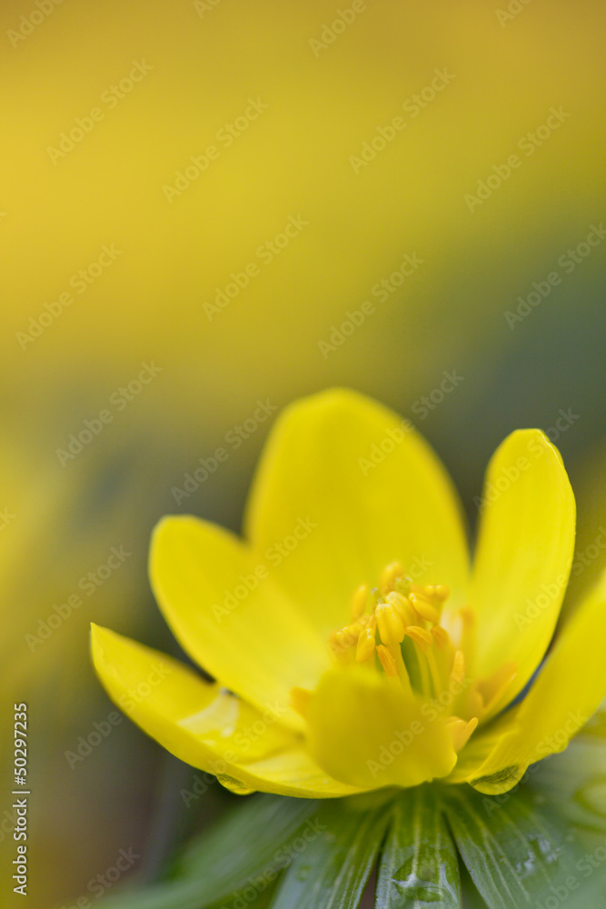 Fototapeta premium Blooming yellow flower closeup - Aconite (Eranthis hyemalis)
