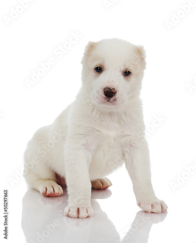 puppy dog. isolated on white © Ermolaev Alexandr