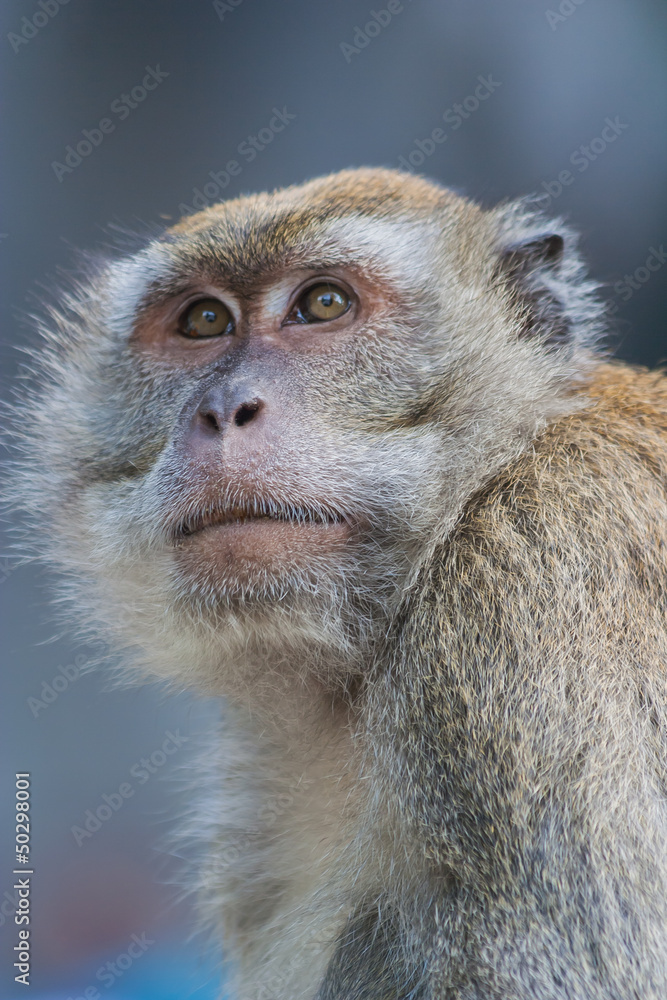 Obraz premium Macaque monkey