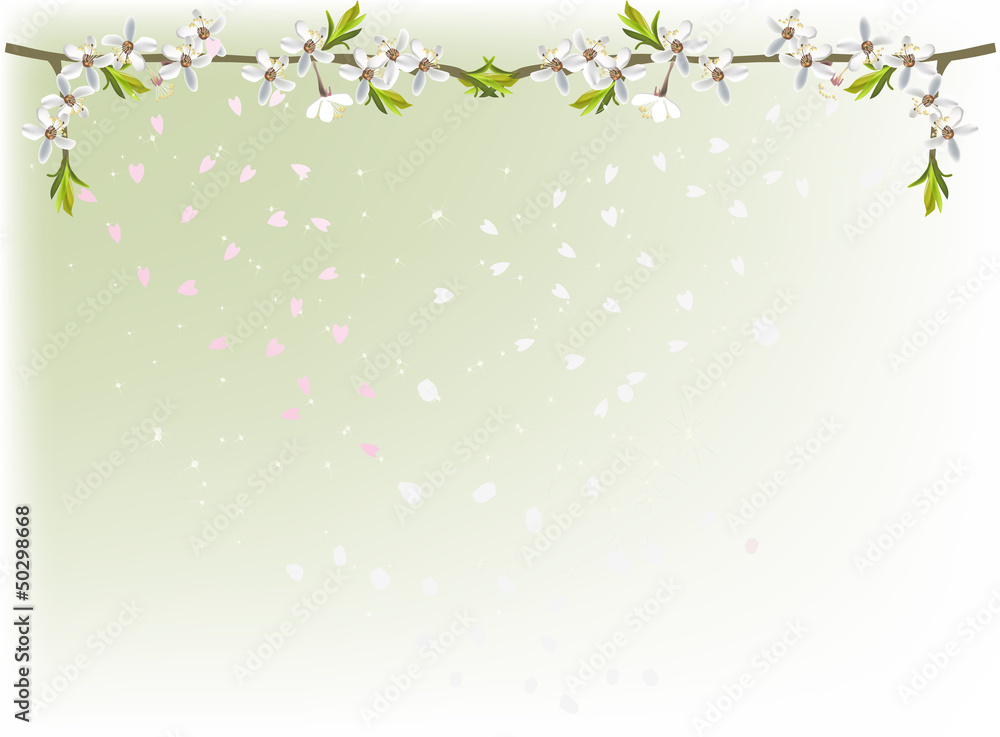 cherry tree flower branches and falling petals cherry tree flower branches and falling petals