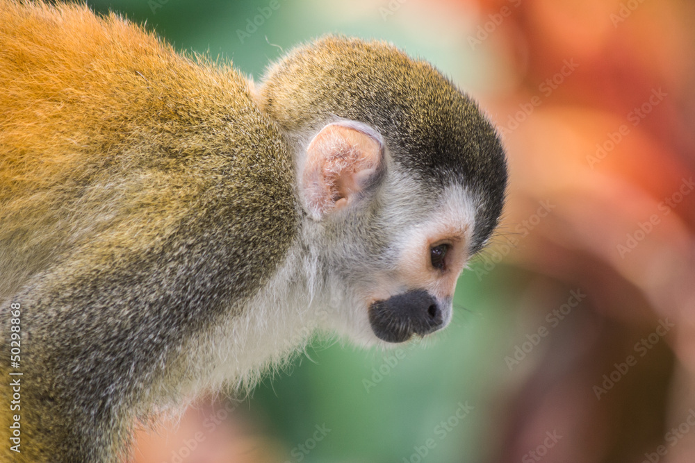 Obraz premium Squirrel monkey