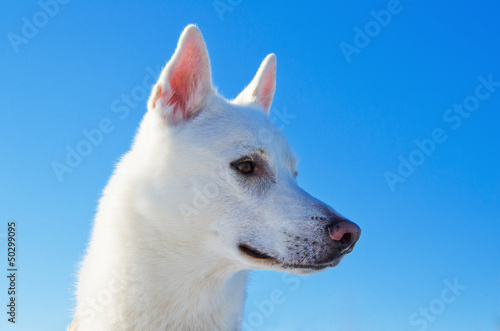 Portrait of a white dog © Igor Sokolov