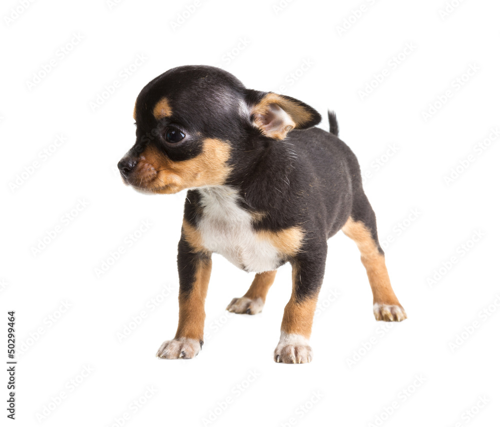 short haired chihuahua puppy in front of a white background short haired chihuahua puppy in front of a white background