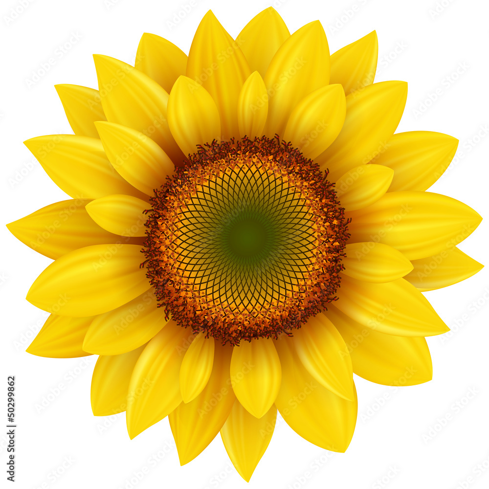 Naklejka premium Sunflower isolated.