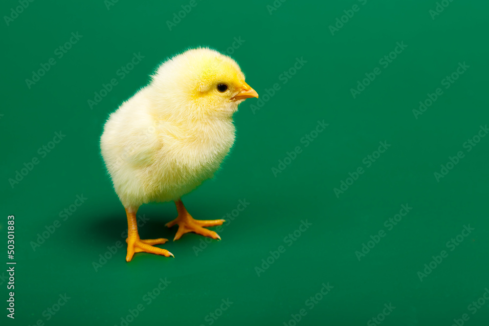 Little chicknen on white background Little chicknen on white background