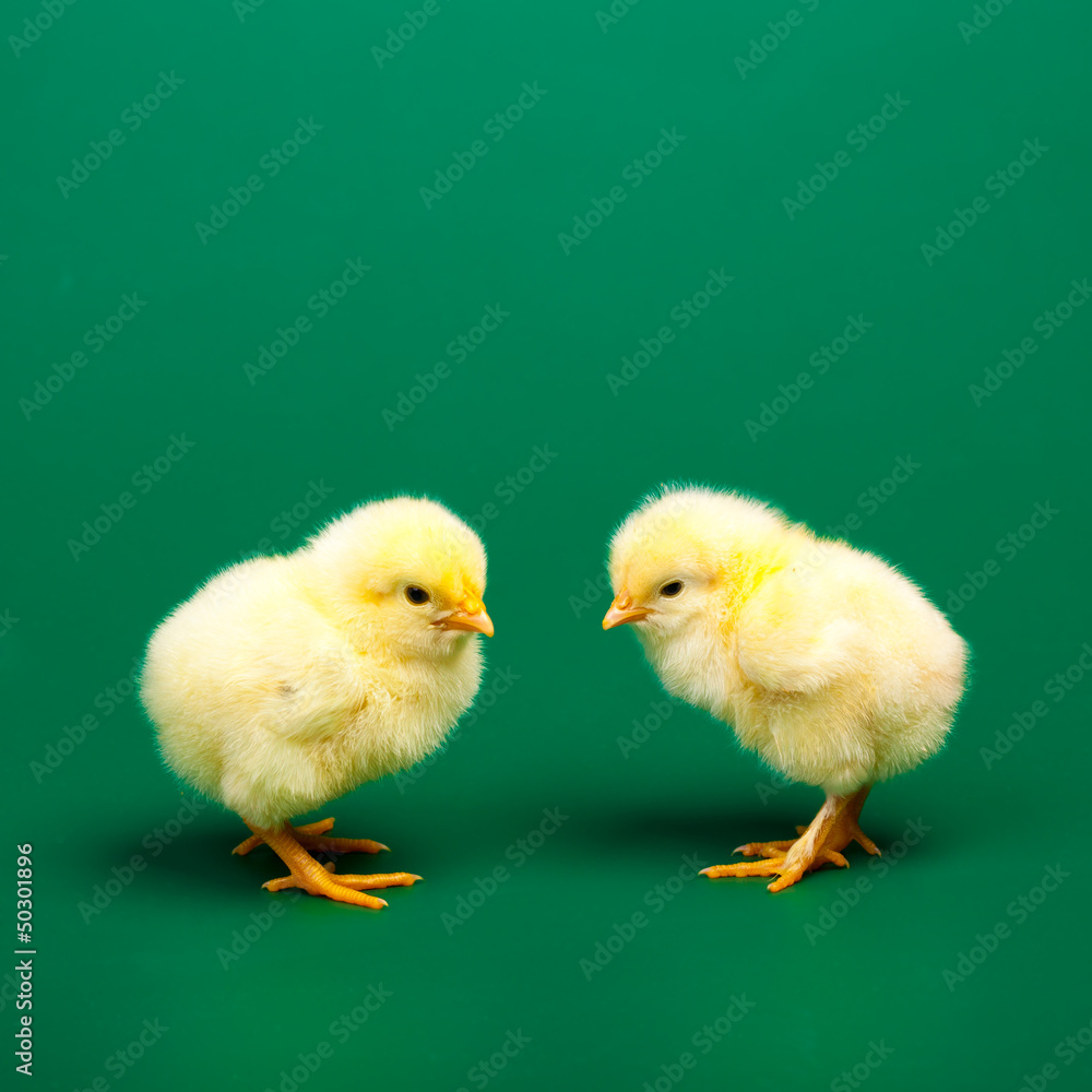 Little chicknen on white background Little chicknen on white background