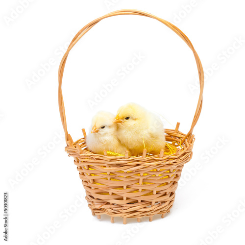 Little chickens in wooden basket on white background