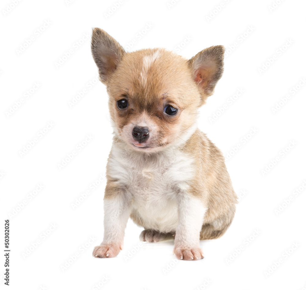 Chihuahua Chihuahua