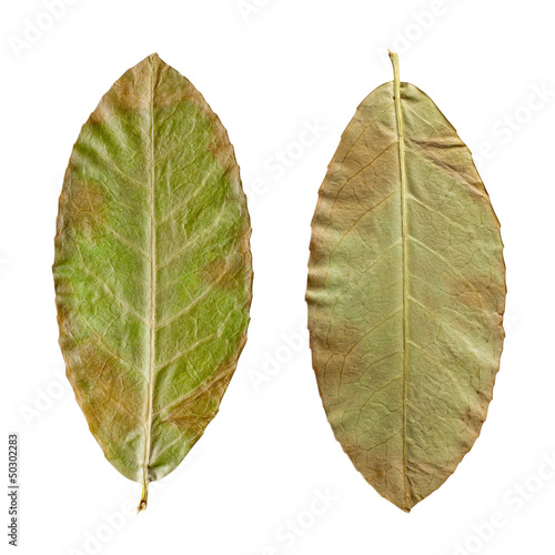 dry green leaves on the white background  clipping path