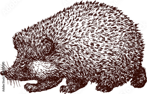 hedgehog