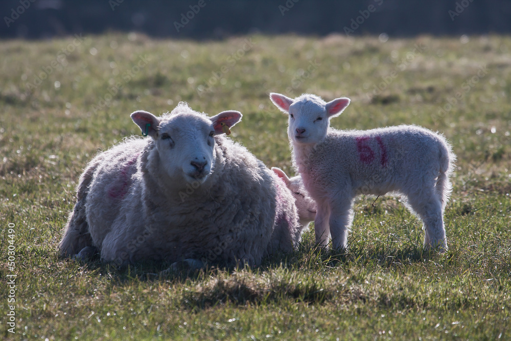 Fototapeta premium Lambs