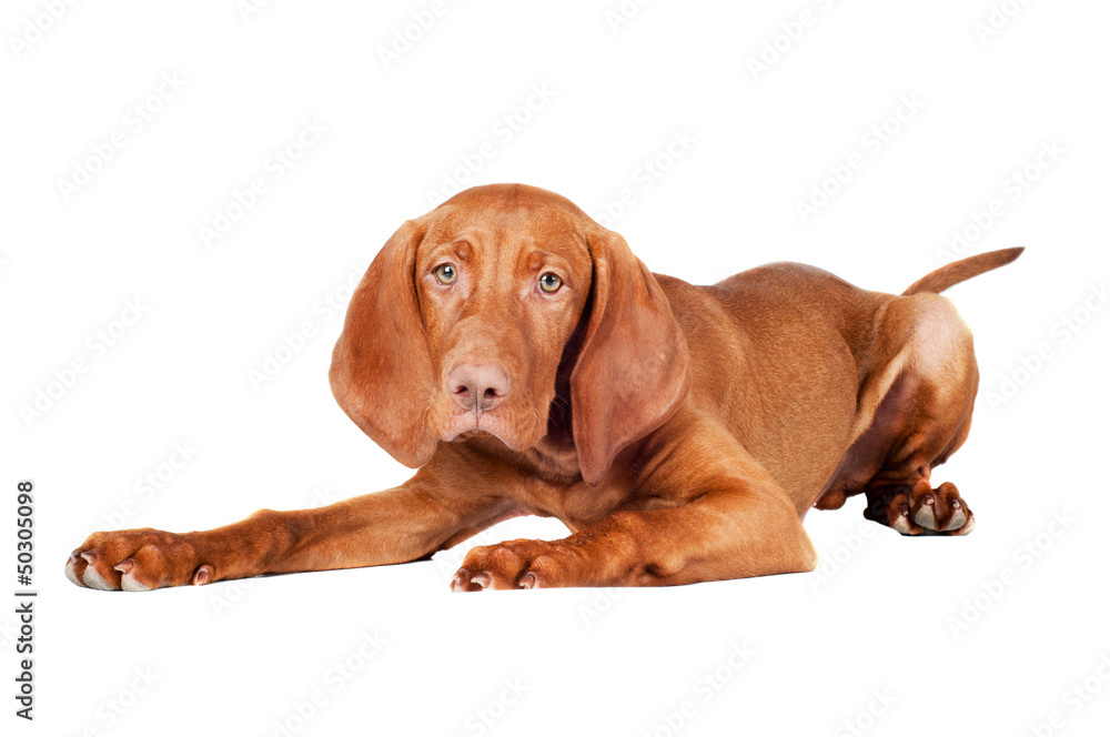 vizsla puppy lying down vizsla puppy lying down