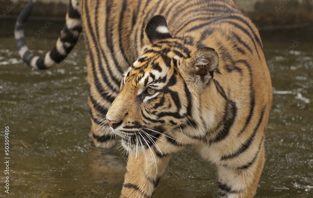 Tiger Tiger