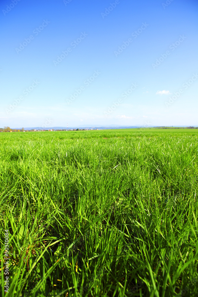 green grass green grass