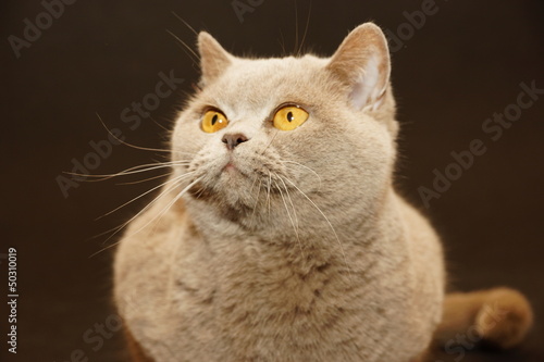 british cat