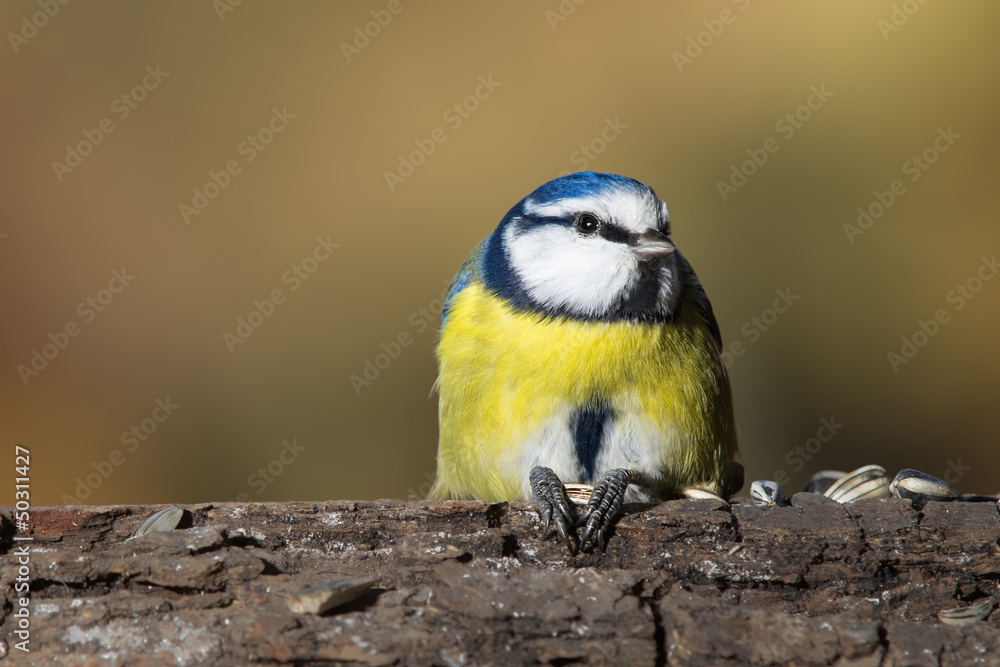 Fototapeta premium OLYMPUS DIGITAL CAMERA