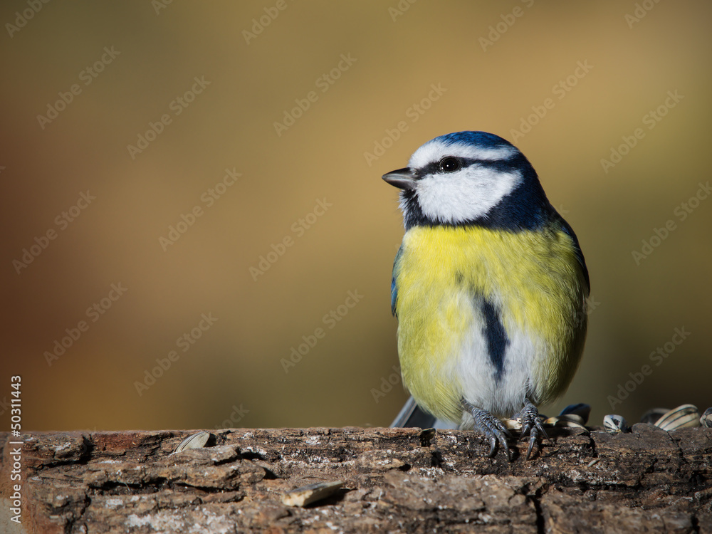 Obraz premium OLYMPUS DIGITAL CAMERA