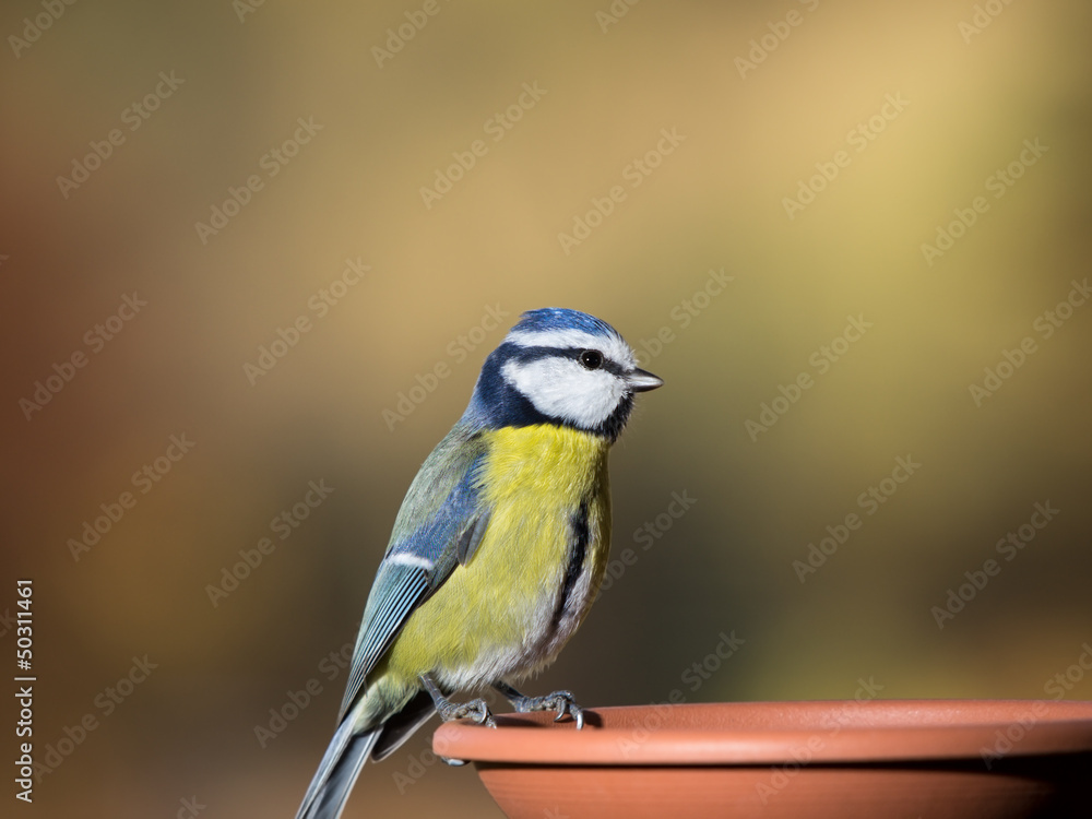 Fototapeta premium Blaumeise