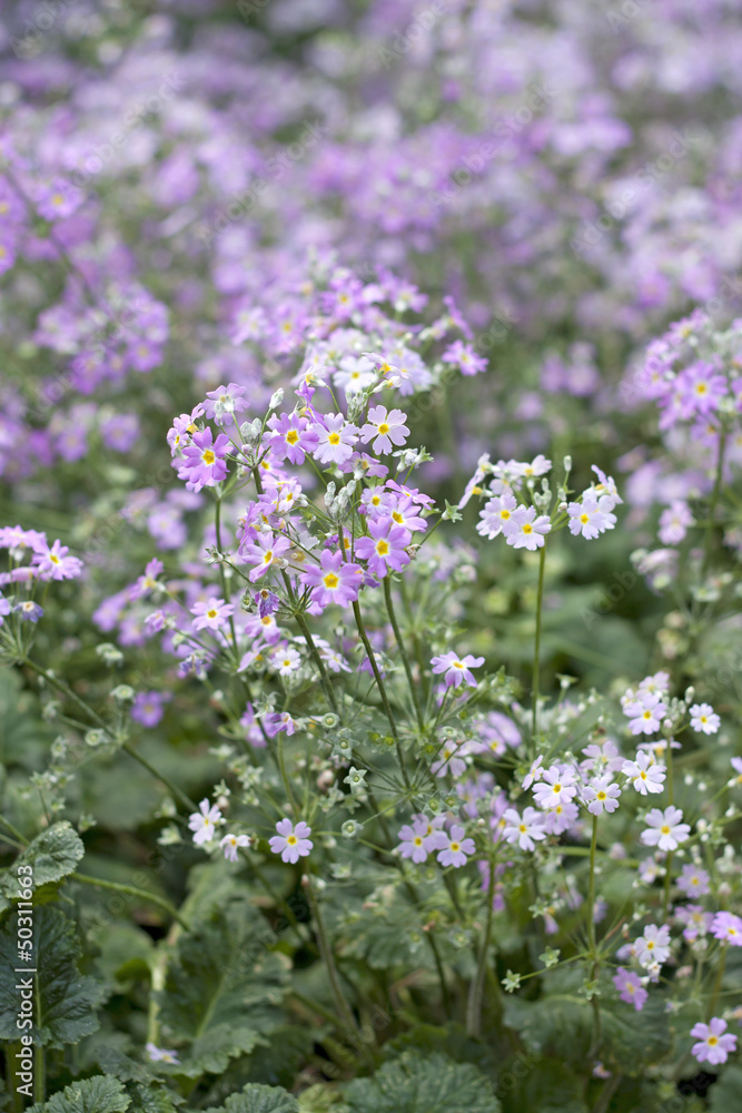 white flowers