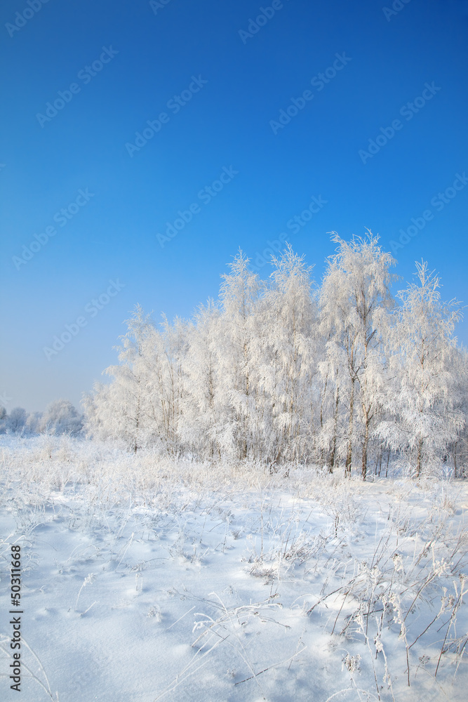 wild winter scenery with hoarfrost wild winter scenery with hoarfrost