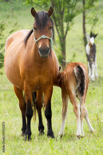 Horse family © Arpad