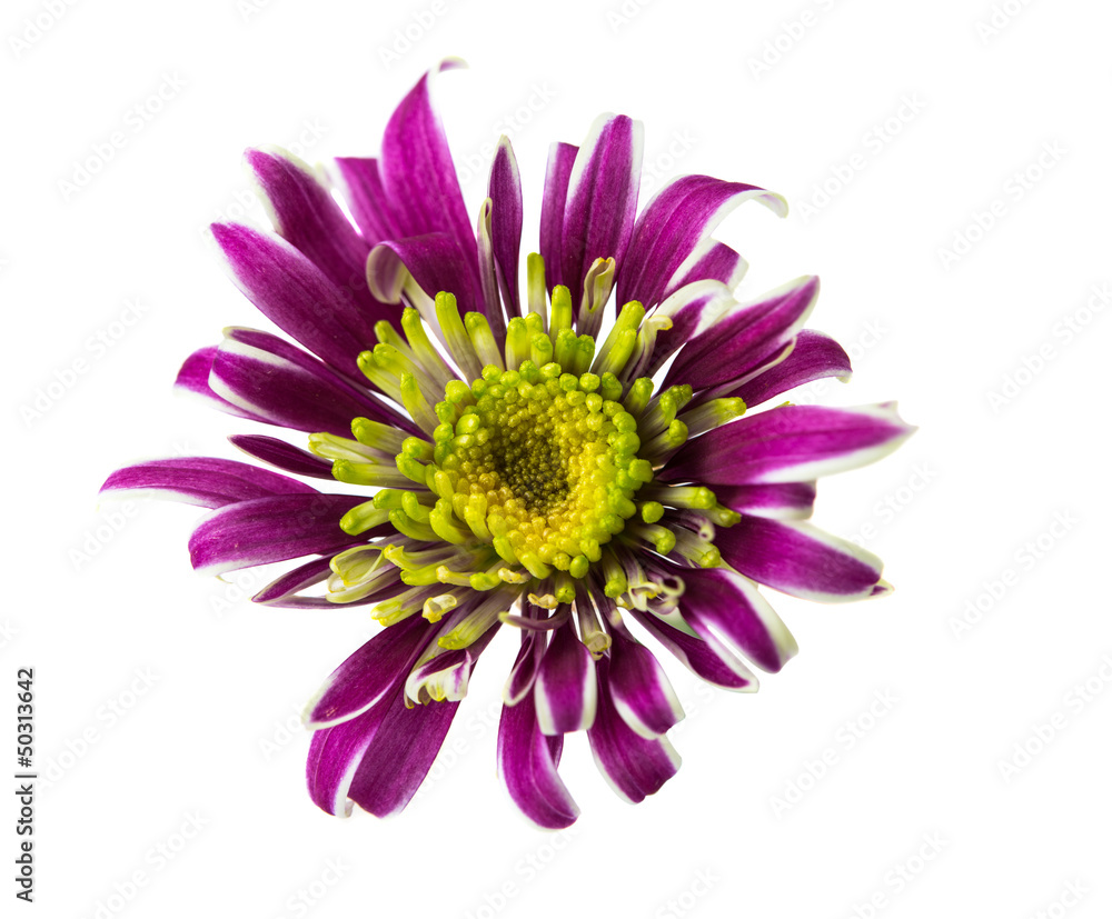 Obraz premium Chrysanthemum flower