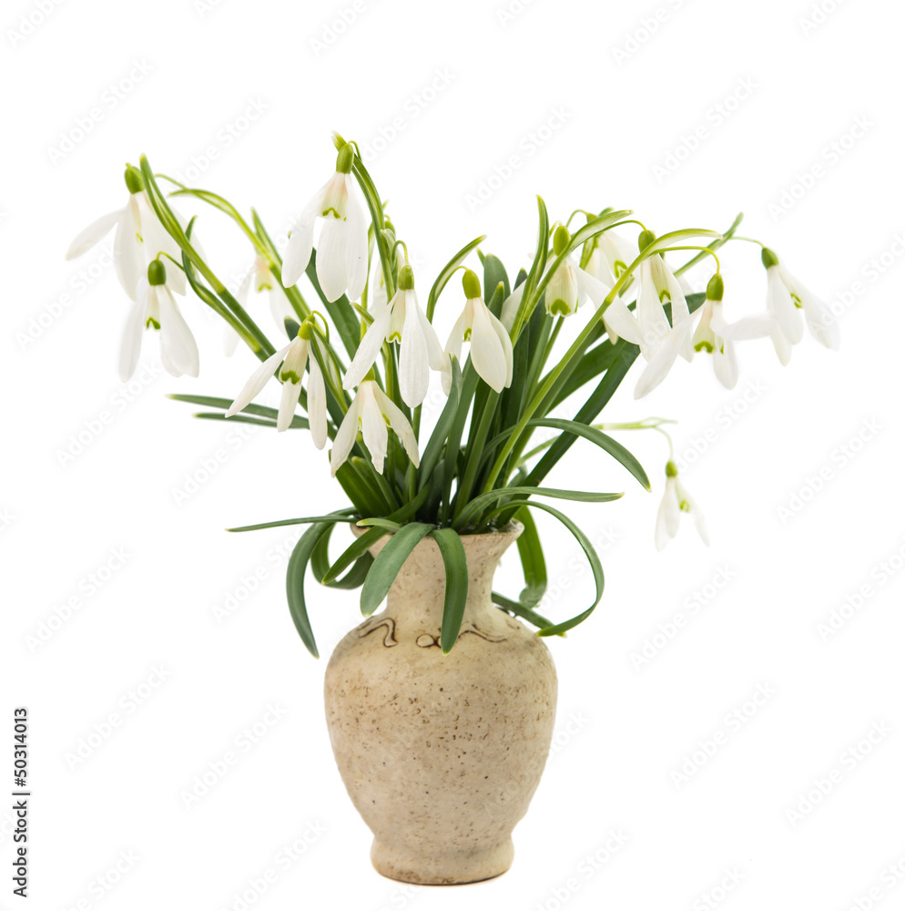 snowdrops in a vase snowdrops in a vase