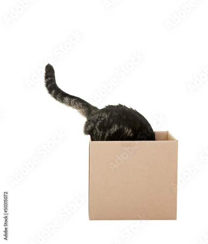 Canvas Print Curious Cat