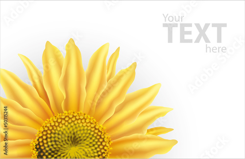 Vector background with large flower of sunflower