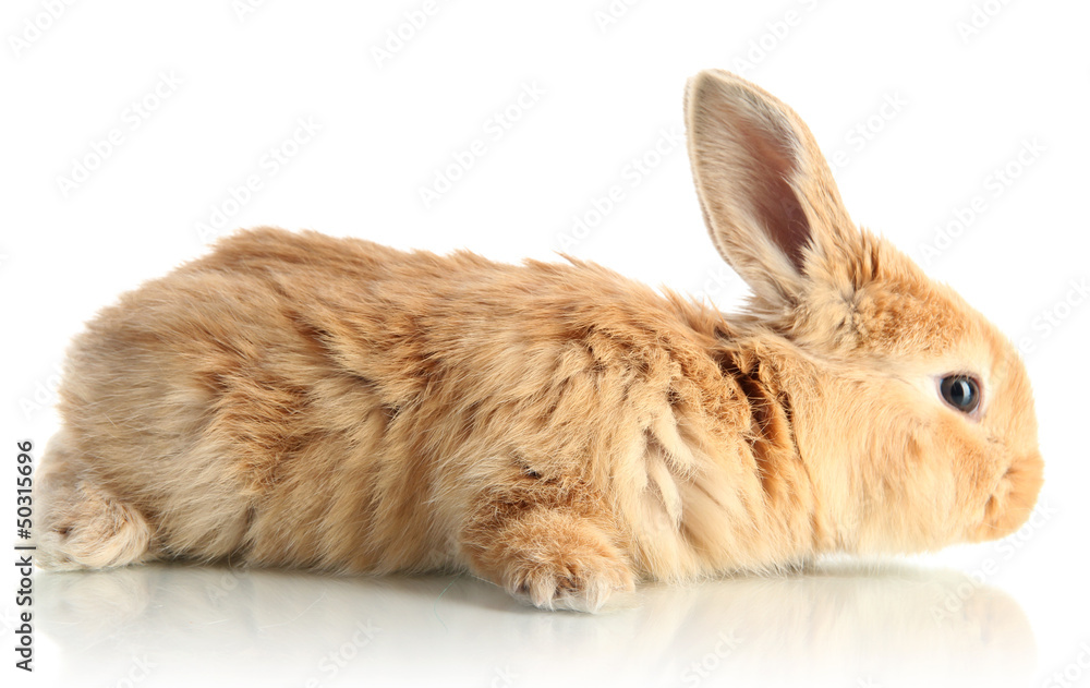 Obraz premium Fluffy foxy rabbit isolated on white