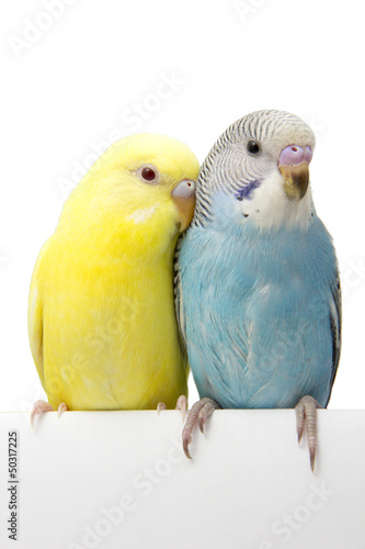 two birds are on a white background