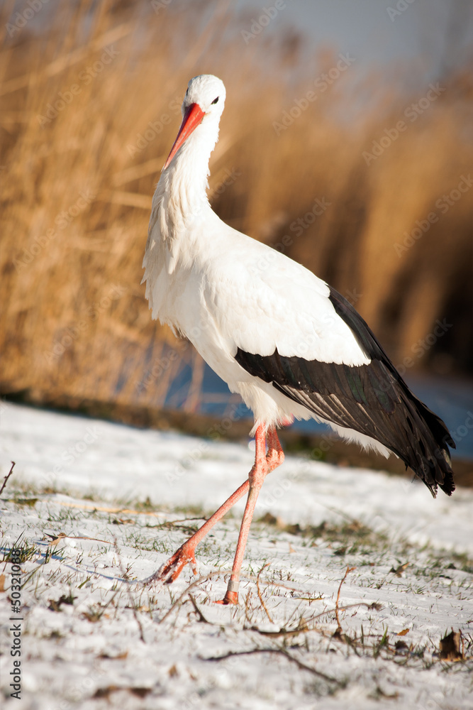 Fototapeta premium Beautiful stork at the park