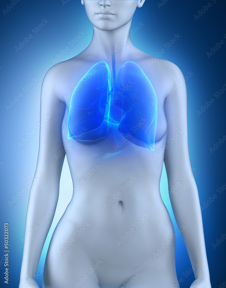 Female lungs respiratory system anatomy Female lungs respiratory system anatomy