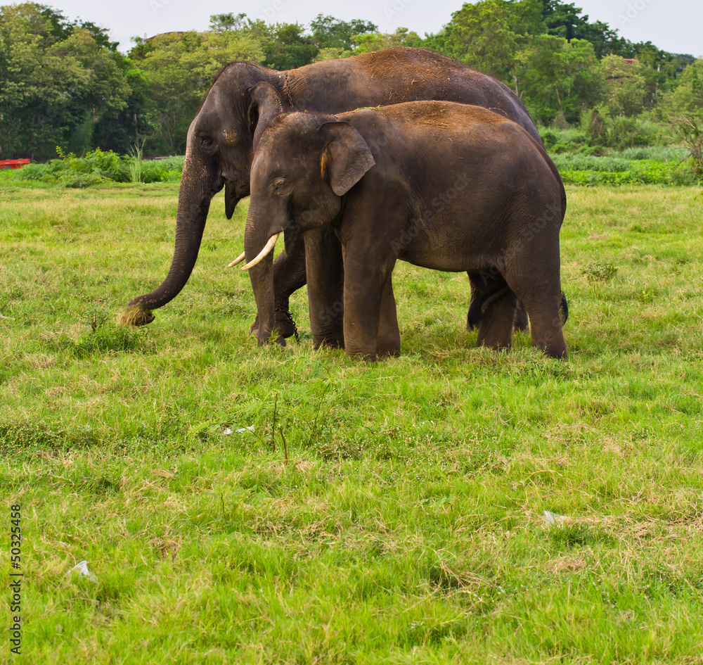 Two elephants in Thailand