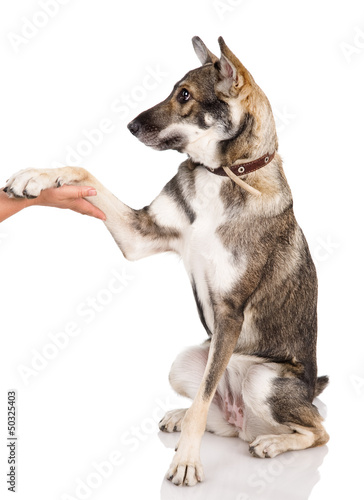 dog shaking hands with a man. isolated on white