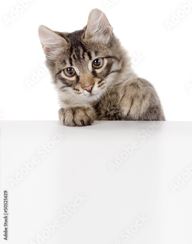 Pretty kitten peeking out of a blank sign, isolated on white
