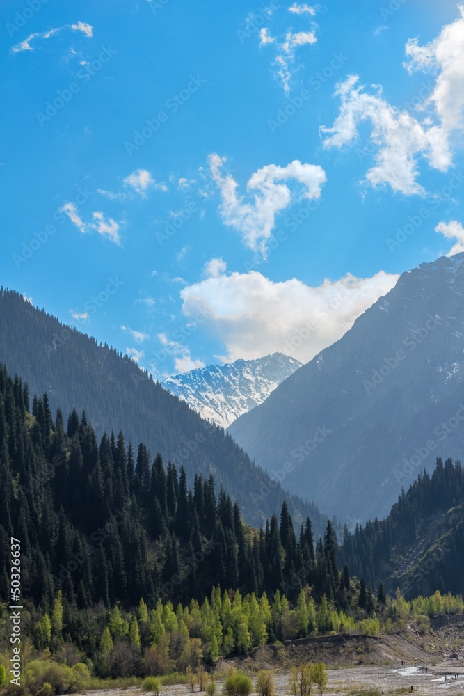 Fototapeta Przyroda jodły, zielonych gór i błękitnego nieba, Kazachstan