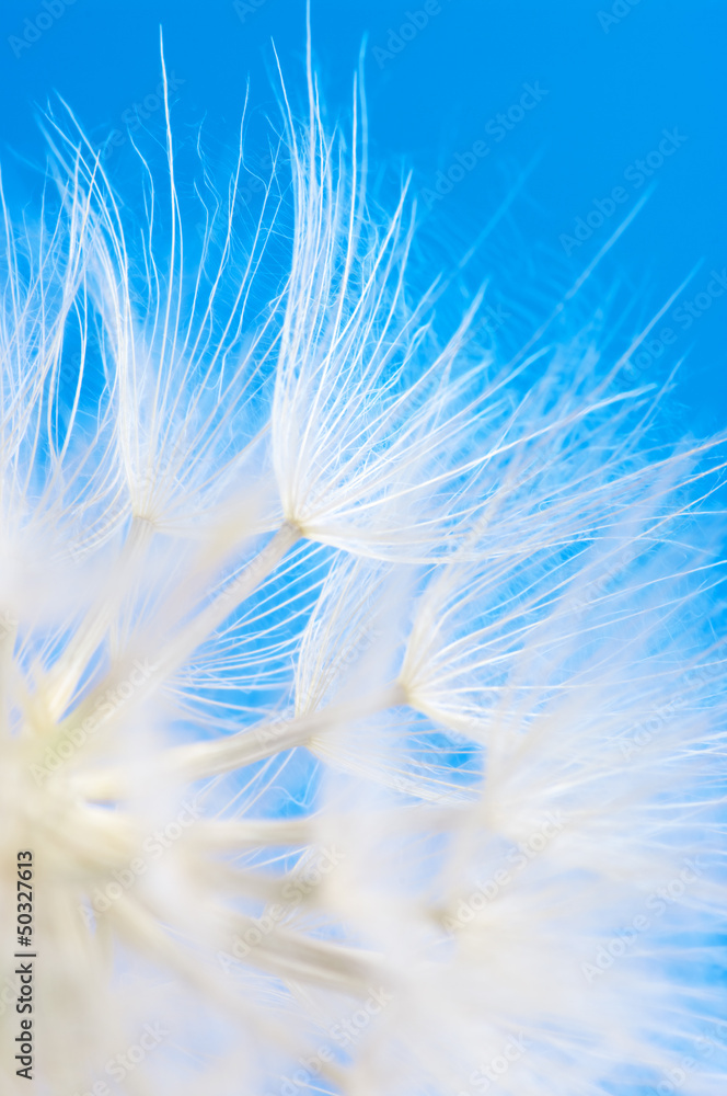 Obraz premium Dandelion close-up