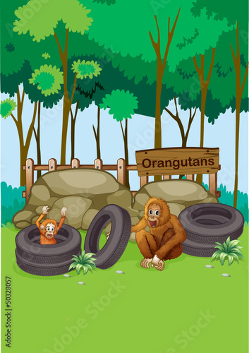 Orangutans at the zoo