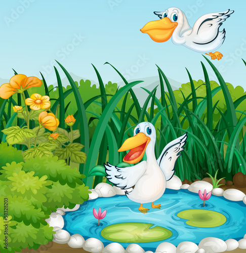 A pond with ducks