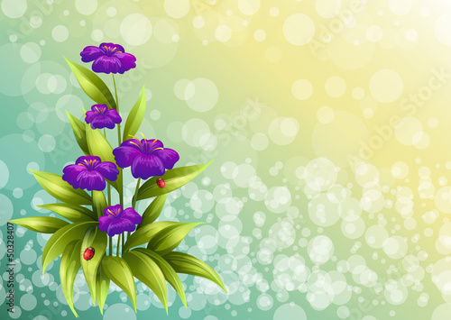 A plant with violet flowers