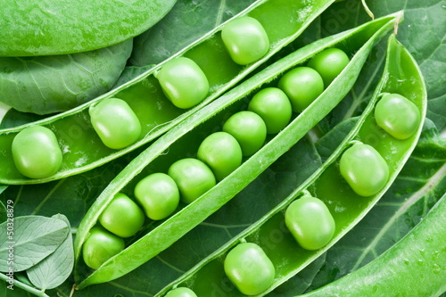 Pods of green peas on a background of leaves.