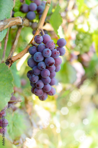 Blue grapes on vine