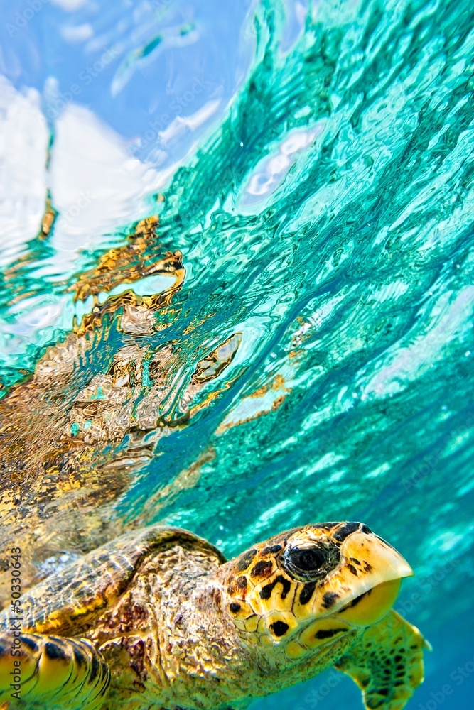 Obraz premium żółw morski