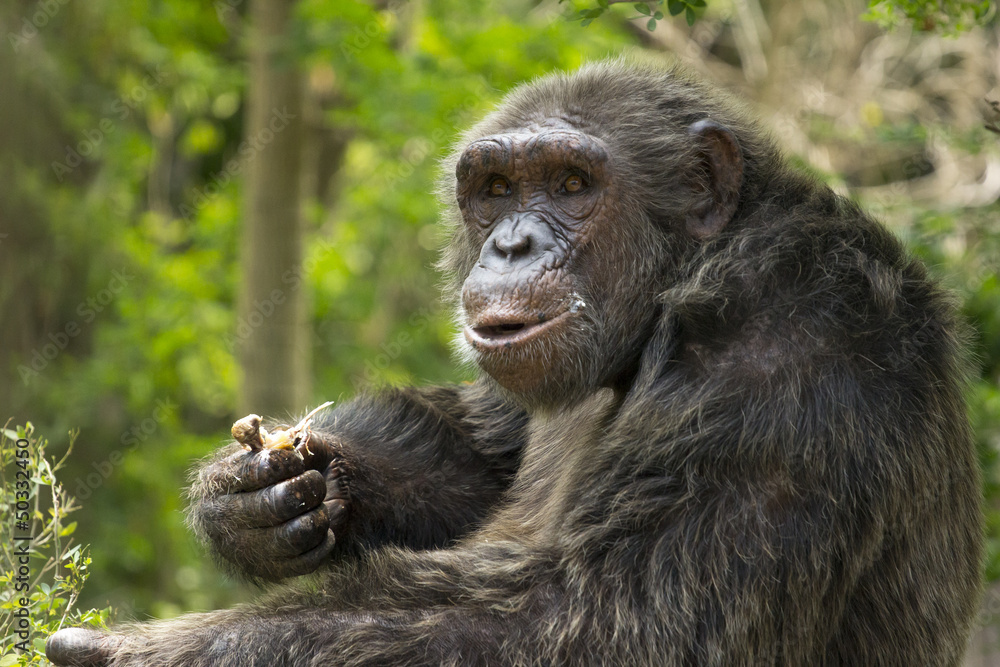 Fototapeta premium Chimpanzee eating chicken