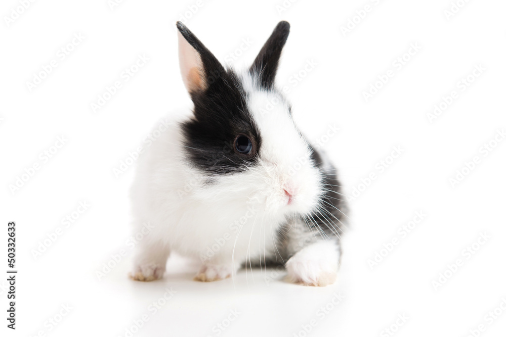 Easter bunny isolated on white background