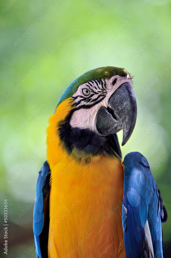 ルリコンゴウインコ ルリコンゴウインコ